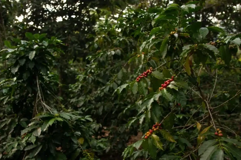 jenis biji kopi