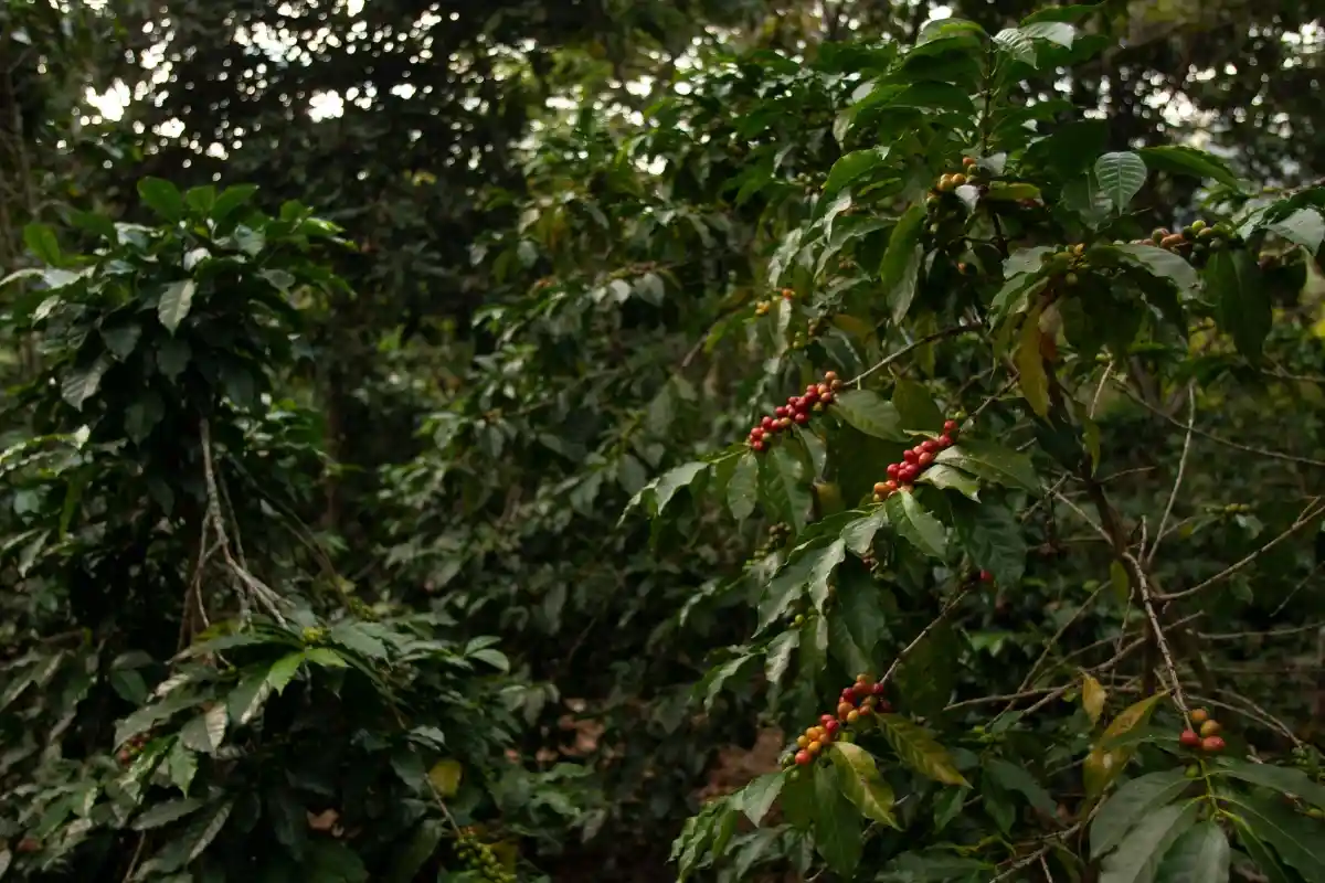 jenis biji kopi