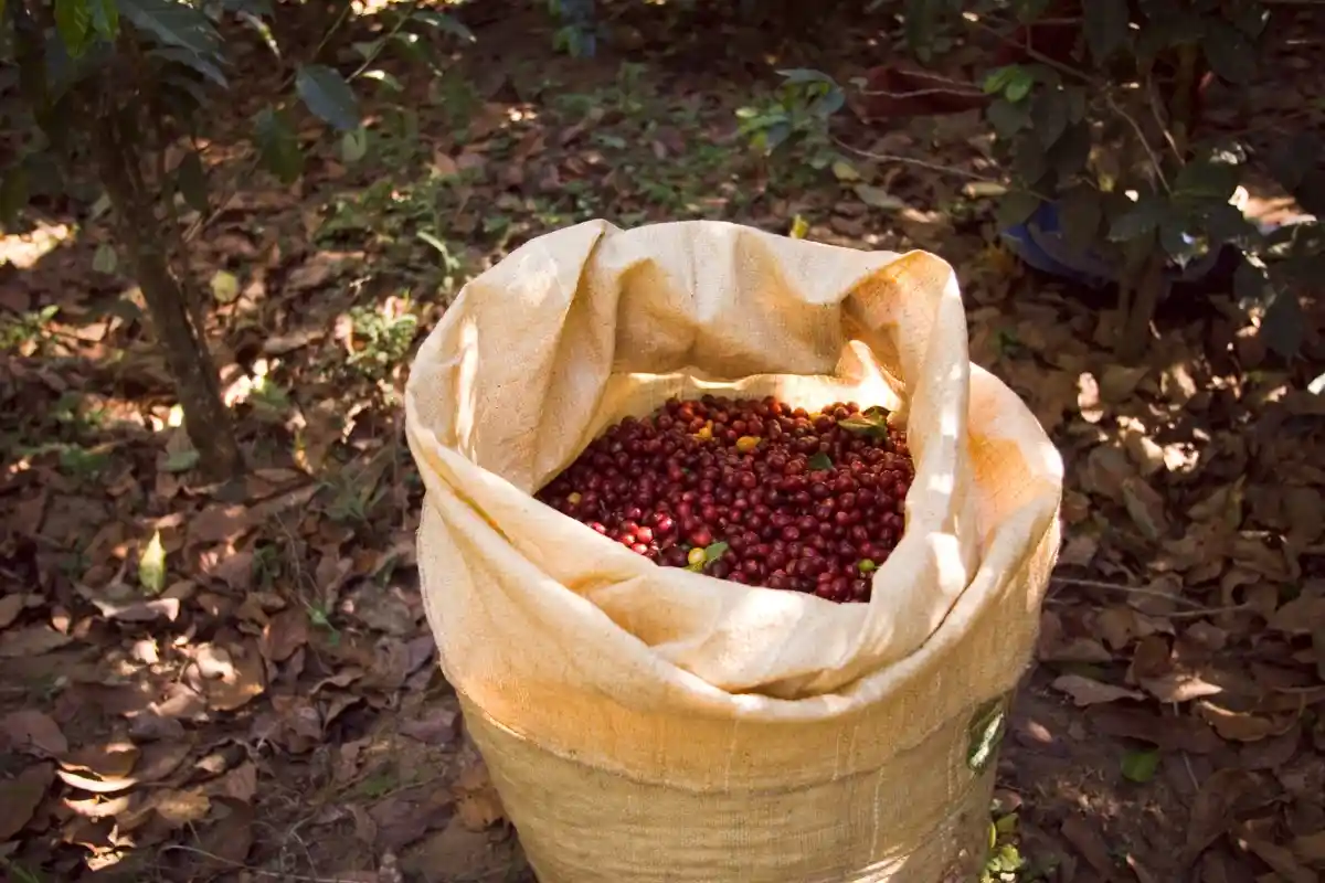 kopi aceh gayo