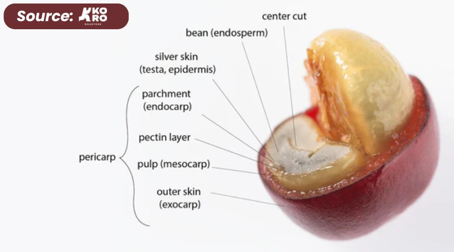 mengenal bagian-bagian kopi
