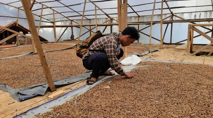 pasca panen buah kopi