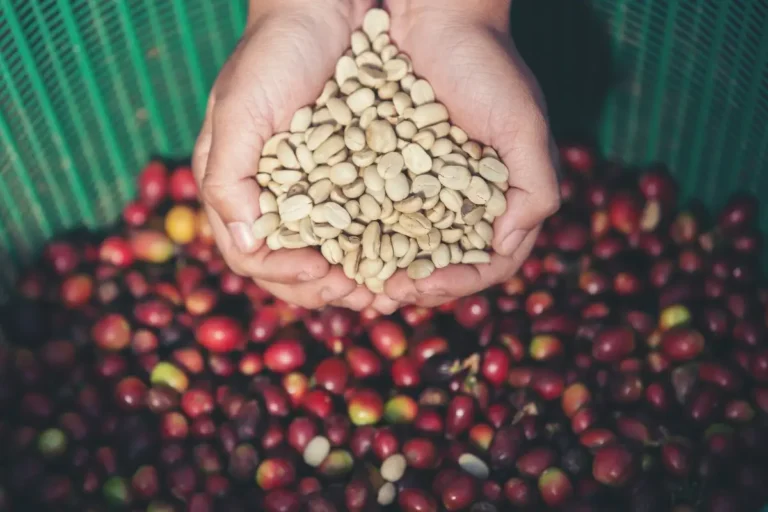 kopi single origin