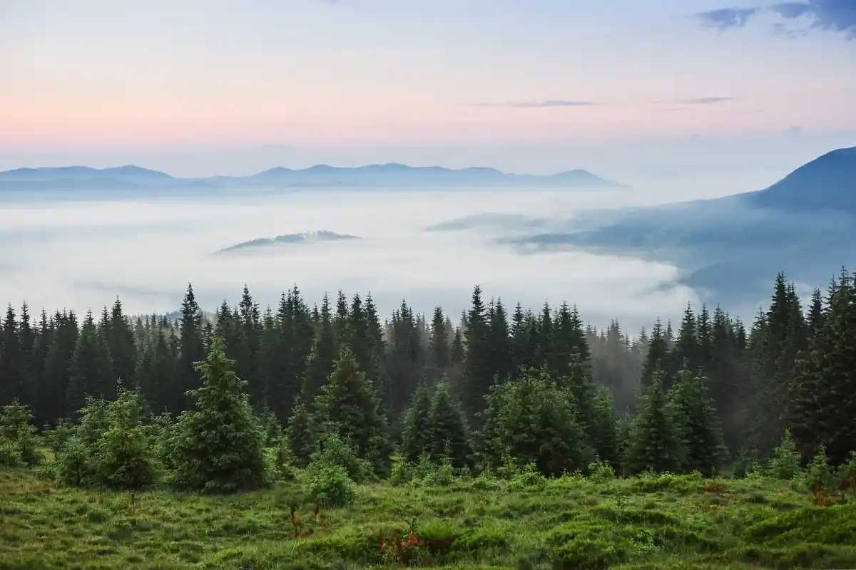 Hari Hutan Sedunia: Sejarah, Makna, dan Cara Kita Menjaganya
