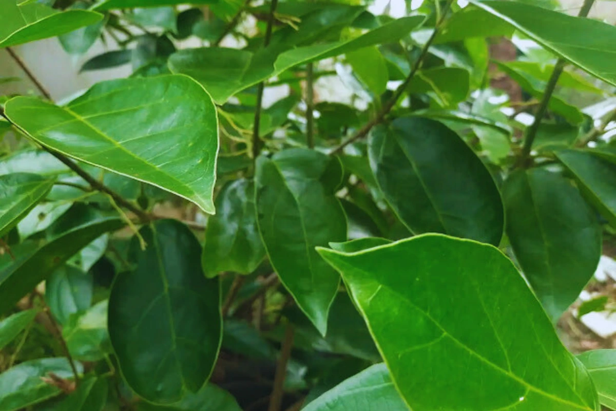 manfaat cincau hijau