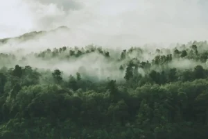 cara menjaga hutan