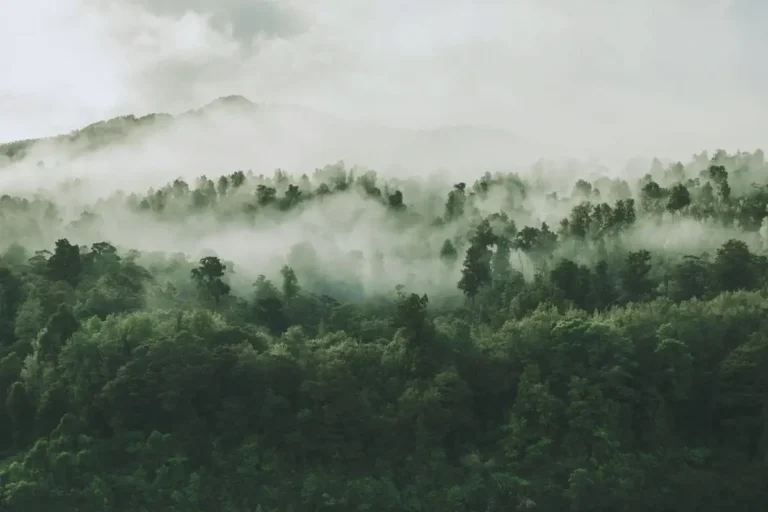cara menjaga hutan