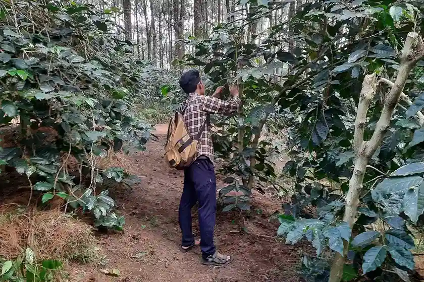 mengamati tanaman kopi