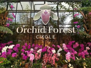 Orchid Forest Cikole