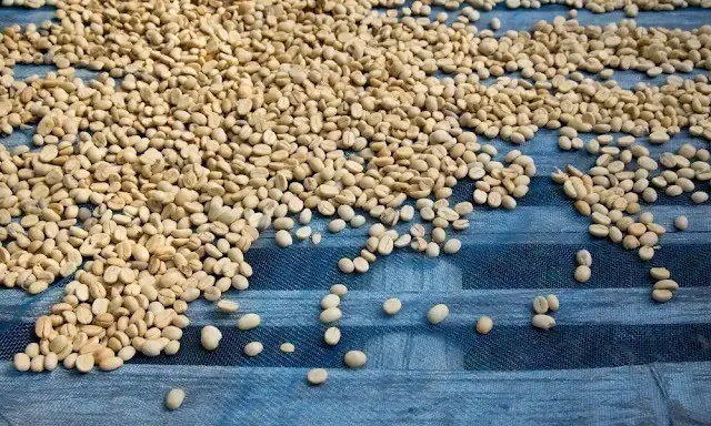 Pengertian Green Bean Kopi dan Standar Kualitasnya