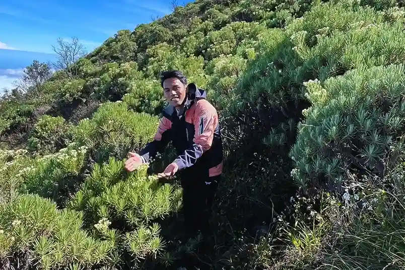 padang bunga edelwies gunung ciremai