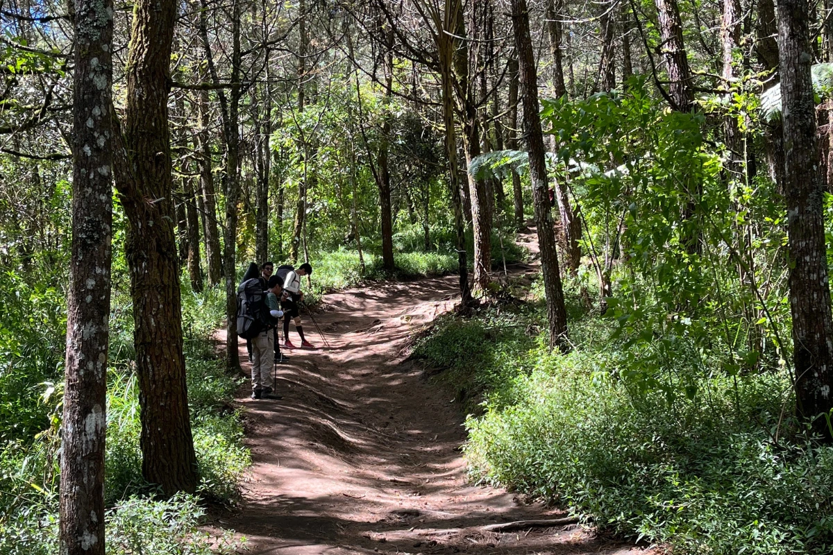 jalur di tengah hutan_2