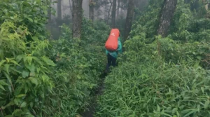 memasuki kedalaman hutan
