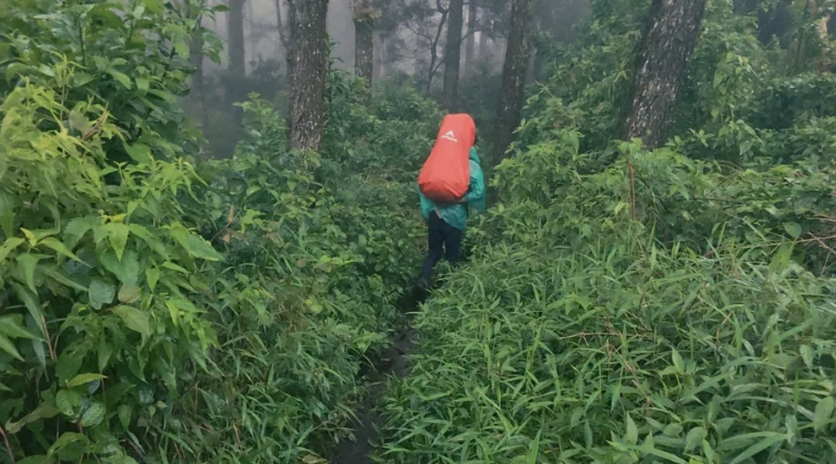 memasuki kedalaman hutan