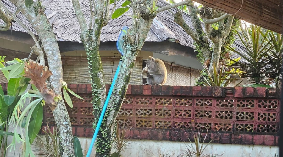 monyet di area kalicaa villa tanjung lesung