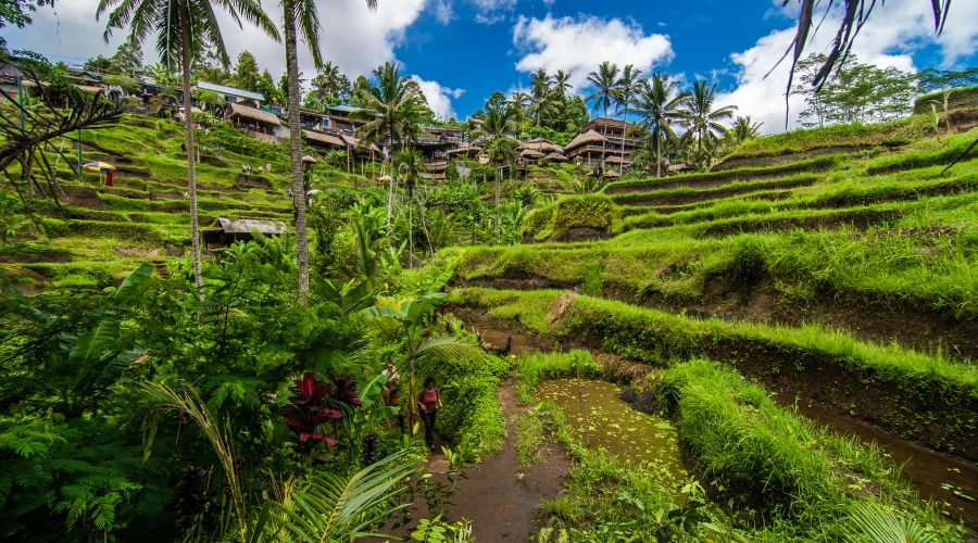 Suasana pedesaan di gianyar Bali