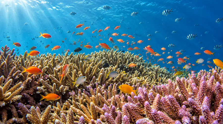 Keindahan laut bali yang banyak terumbu karang dan ikan-ikan.